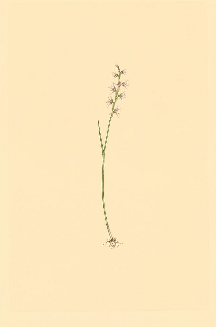 no HD illustration available (3)