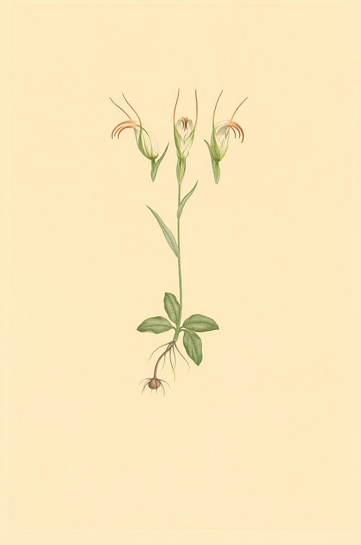 no HD illustration available (3)