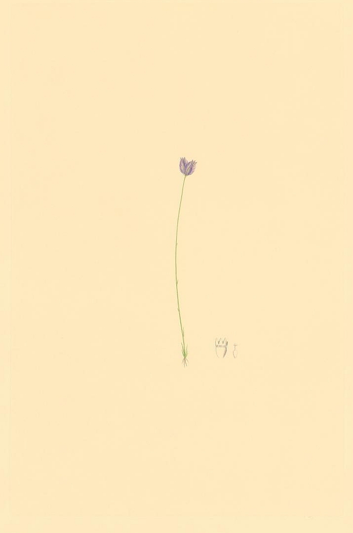 no HD illustration available (3)