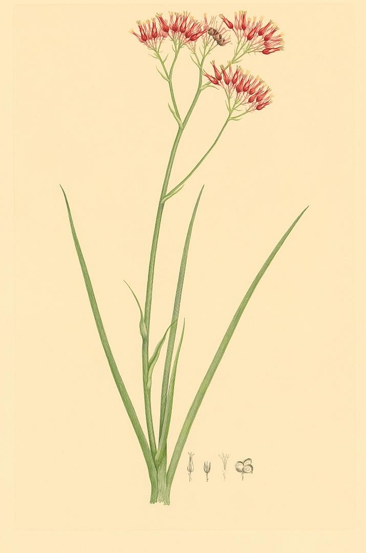 no HD illustration available (3)