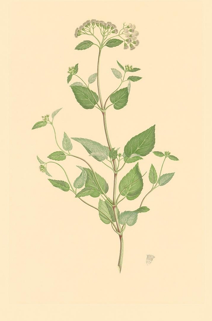 no HD illustration available (3)