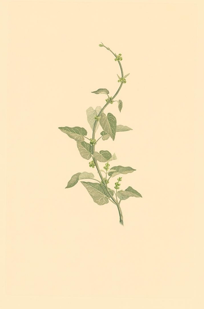 no HD illustration available (3)