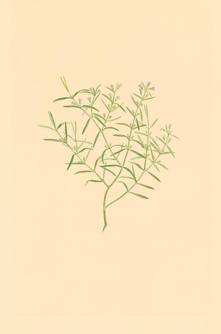 no HD illustration available (3)