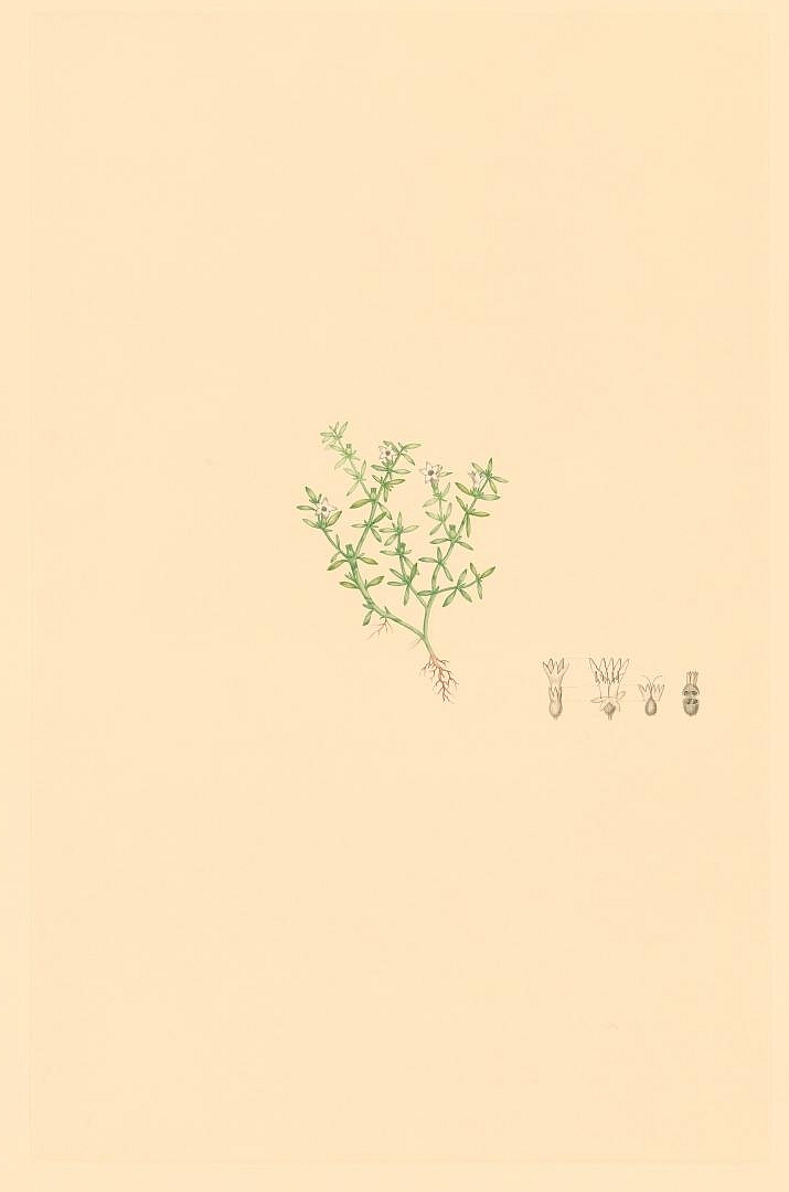 no HD illustration available (3)