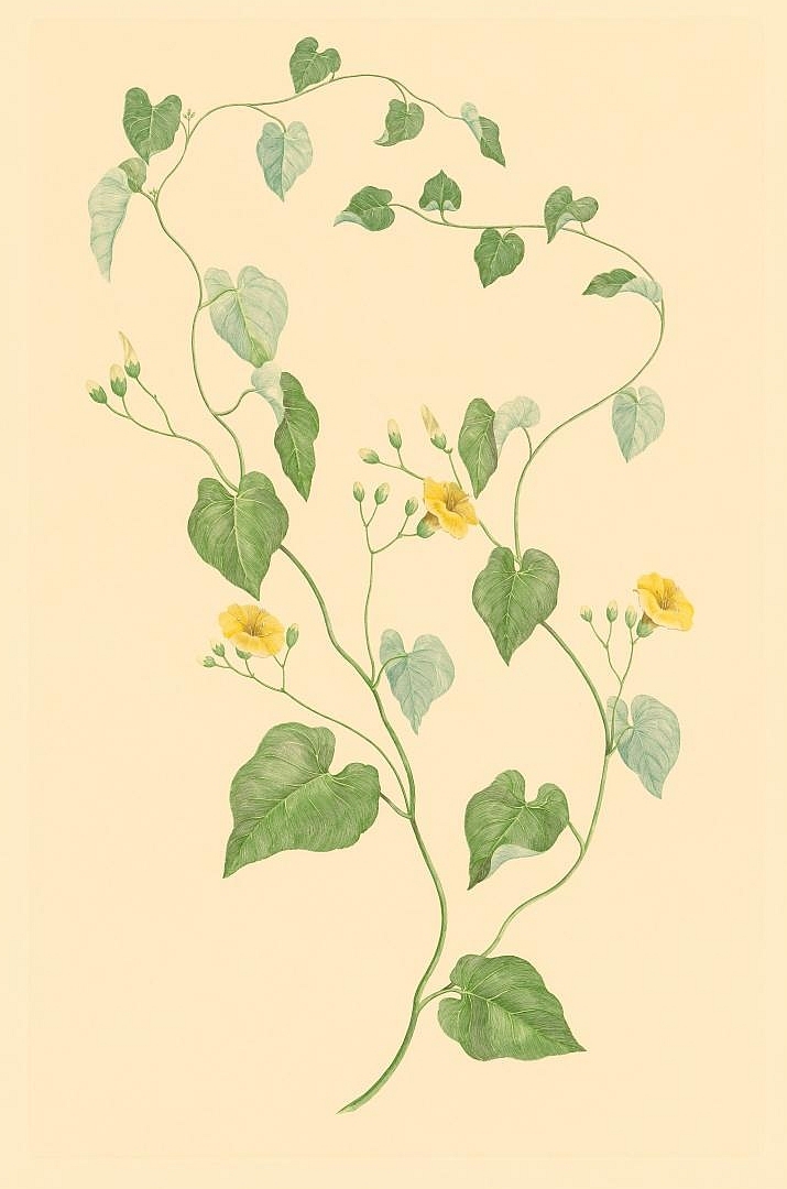 no HD illustration available (3)