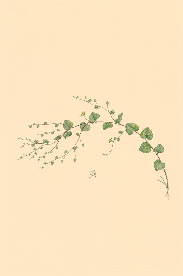 no HD illustration available (3)