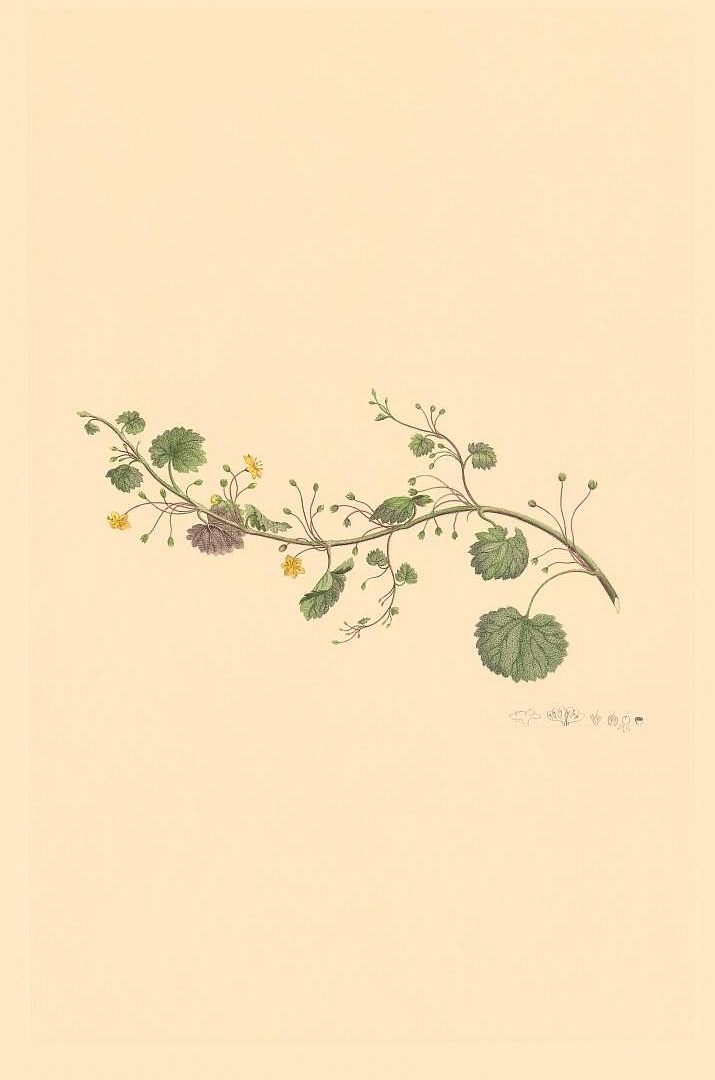 no HD illustration available (3)