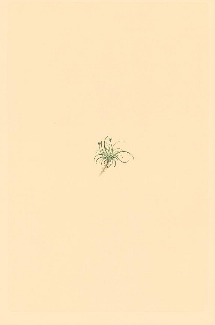no HD illustration available (3)