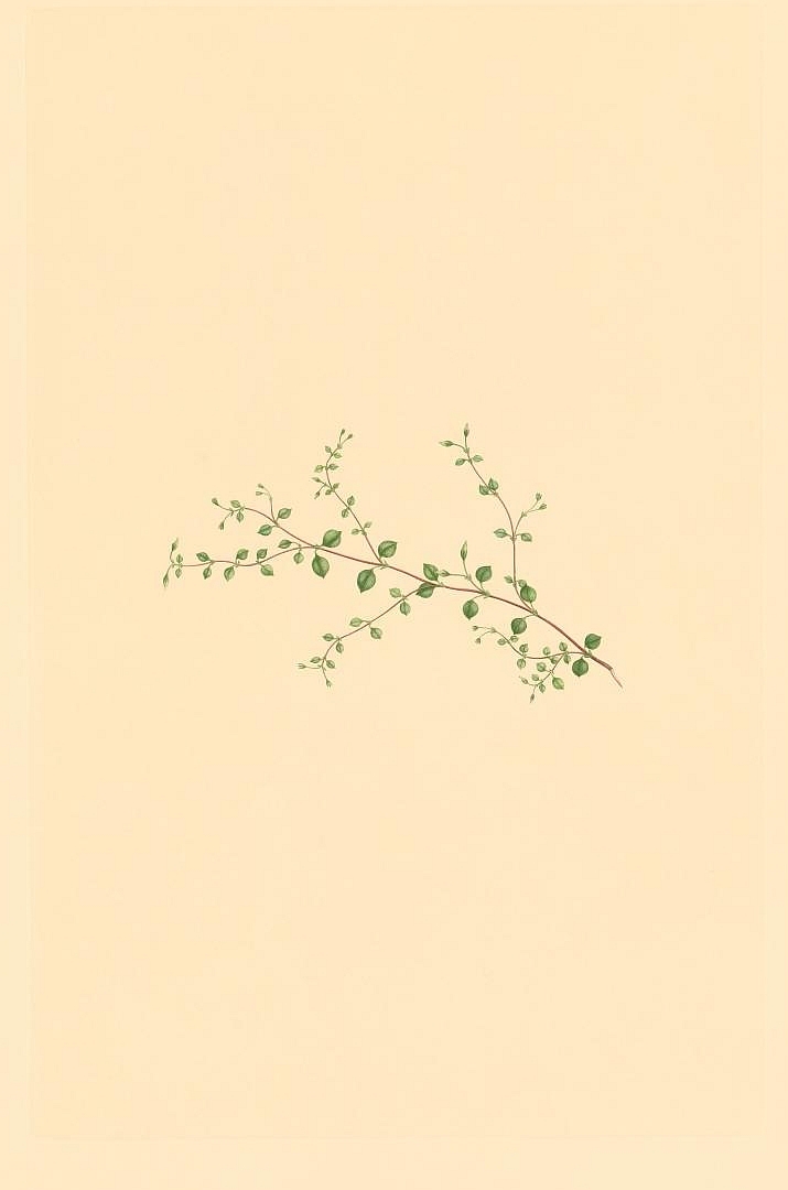 no HD illustration available (3)