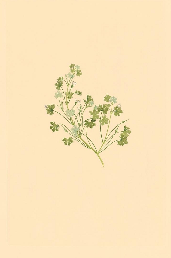 no HD illustration available (3)