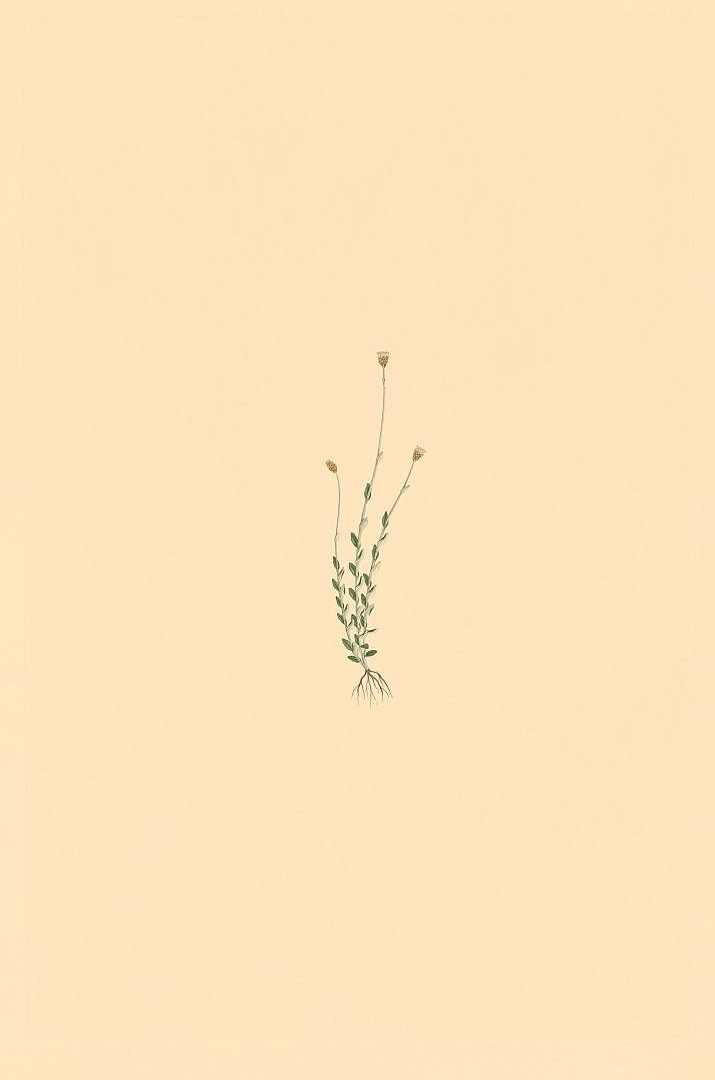 no HD illustration available (3)