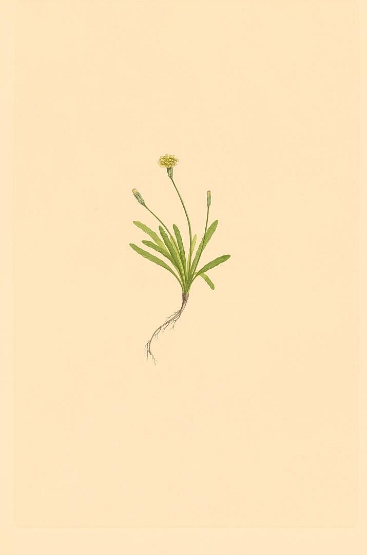 no HD illustration available (3)