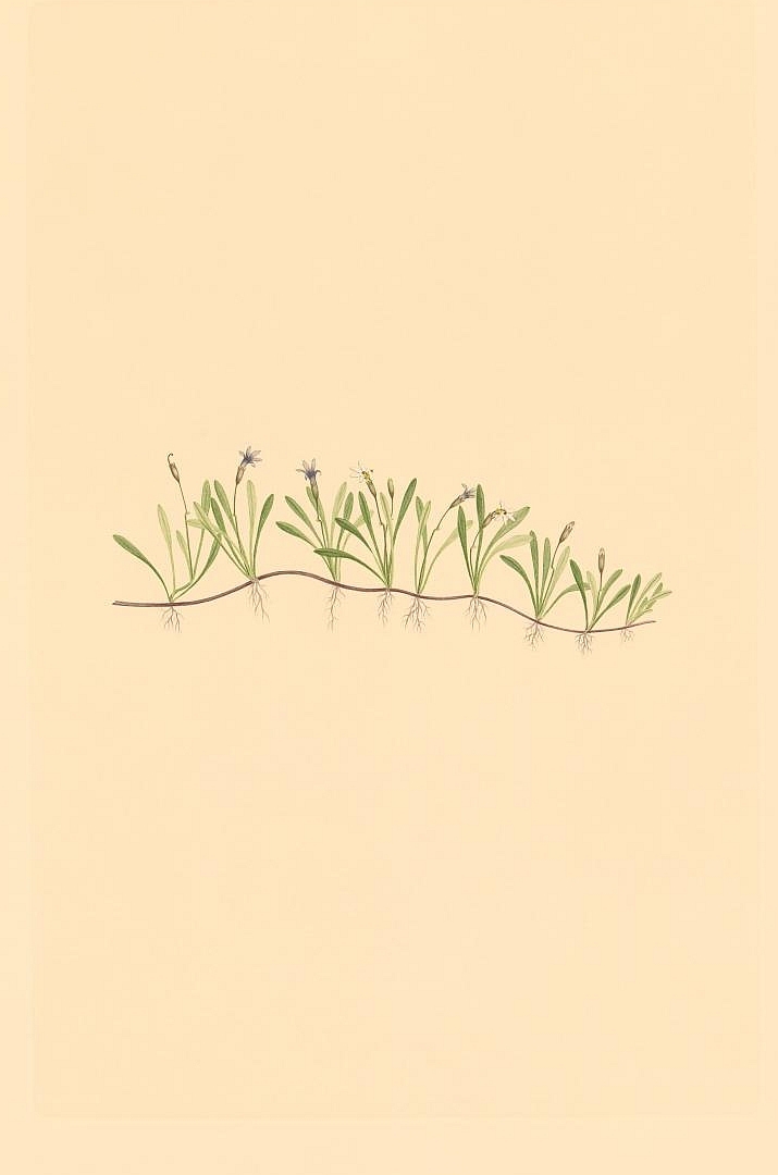 no HD illustration available (3)