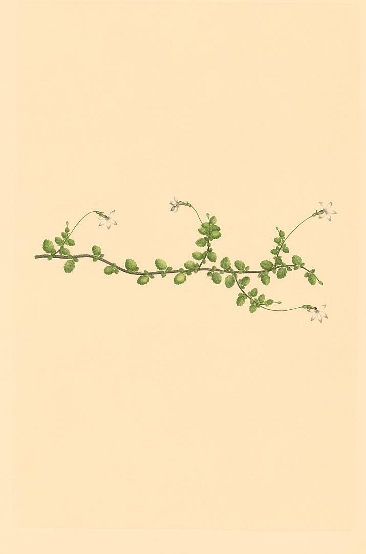 no HD illustration available (3)