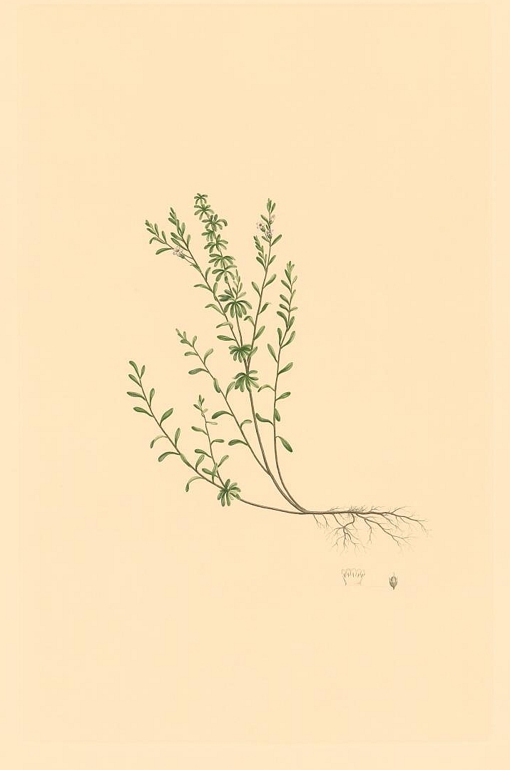 no HD illustration available (3)