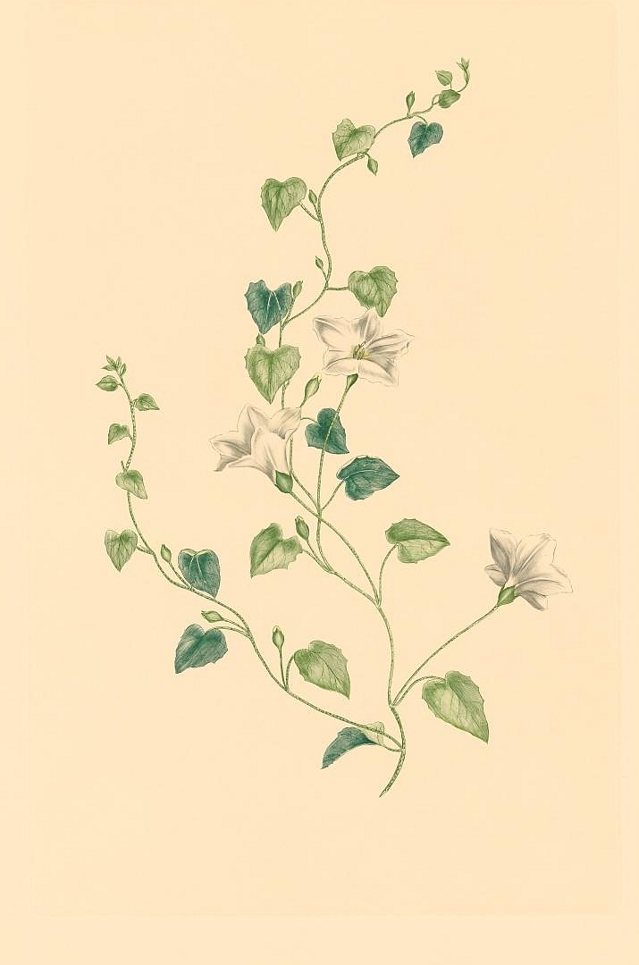 no HD illustration available (3)