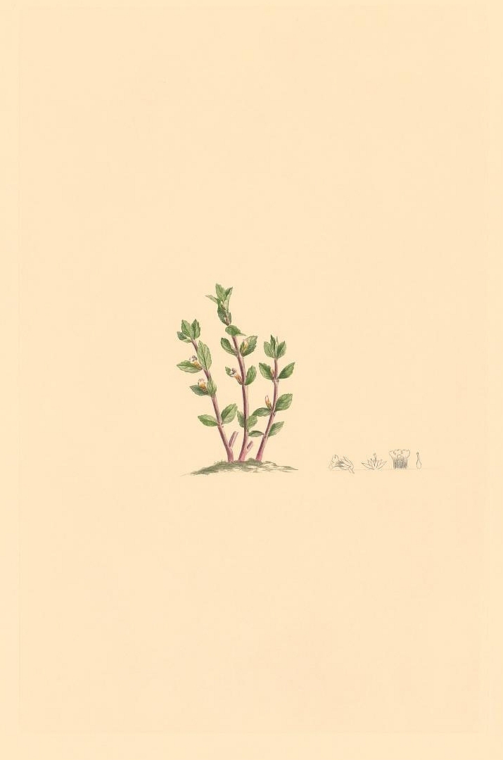 no HD illustration available (3)