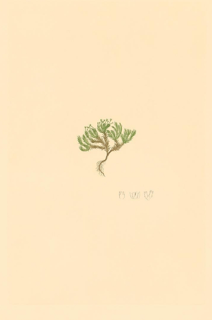 no HD illustration available (3)