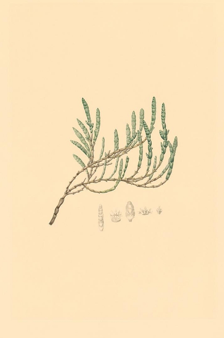 no HD illustration available (3)