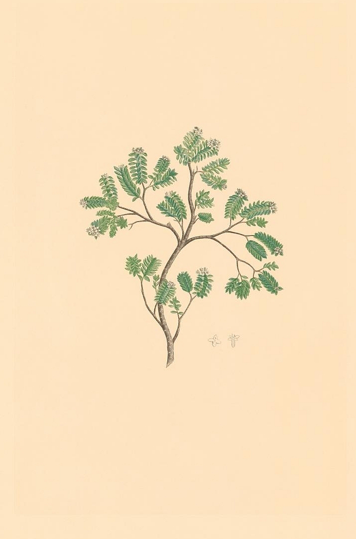 no HD illustration available (3)