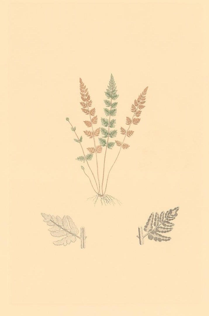 no HD illustration available (3)