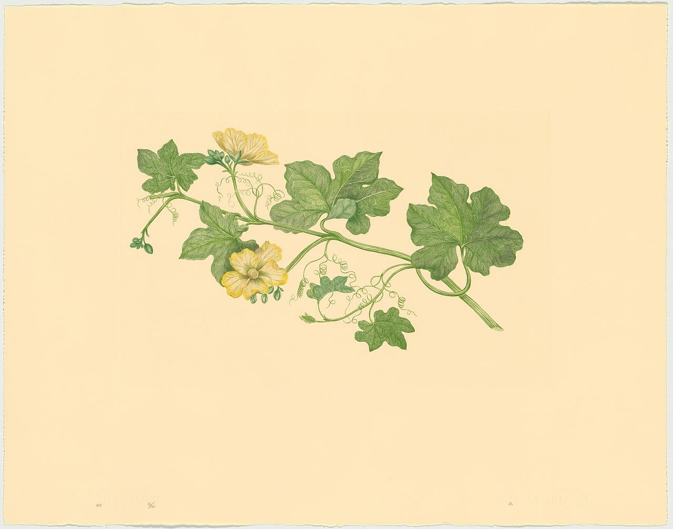 no HD illustration available (3)