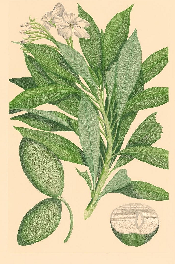 no HD illustration available (3)