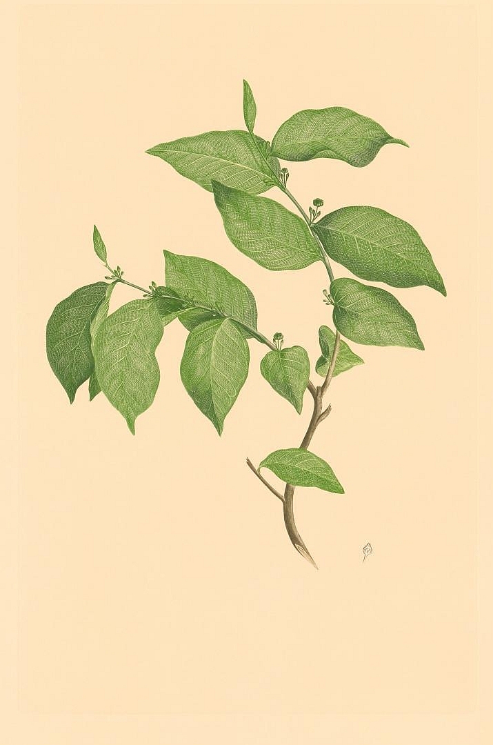 no HD illustration available (3)