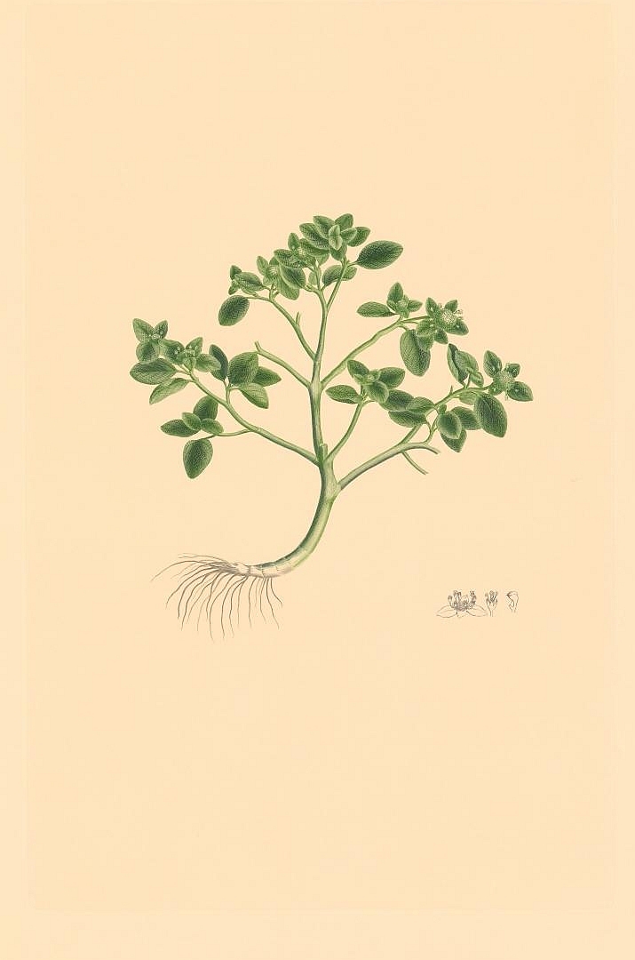 no HD illustration available (3)