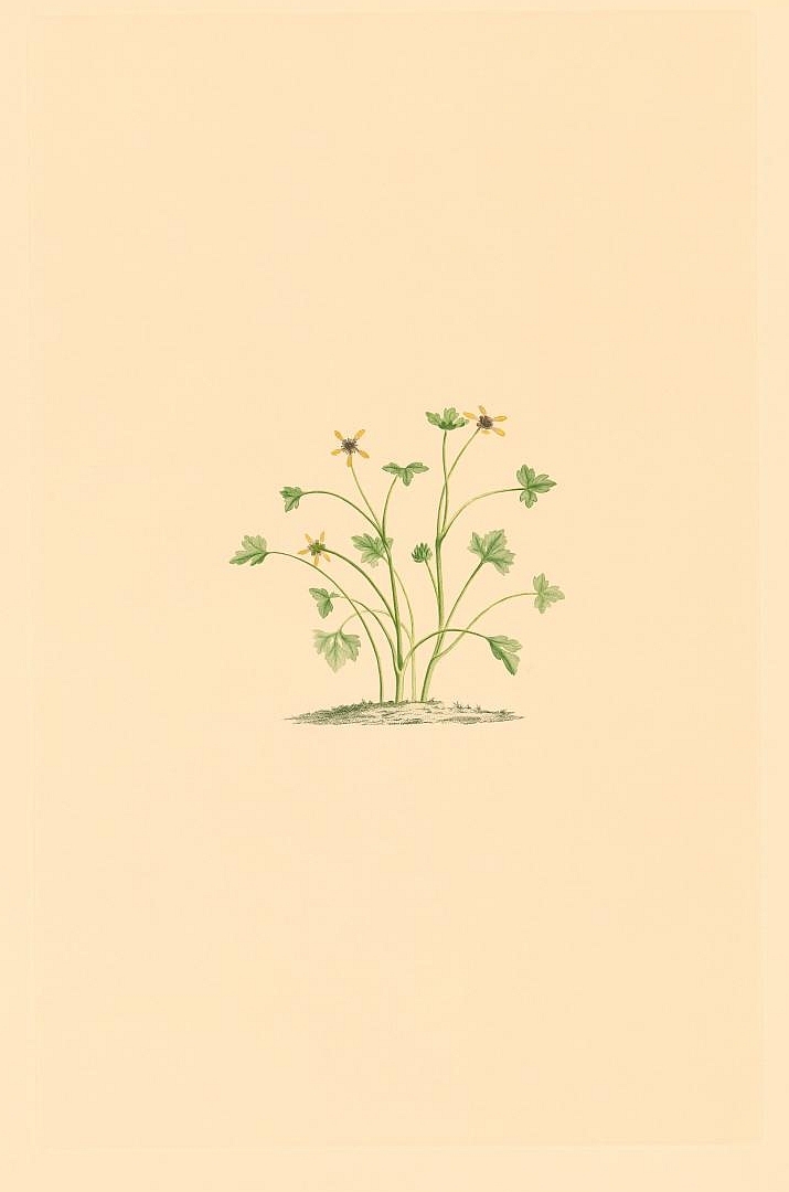 no HD illustration available (3)