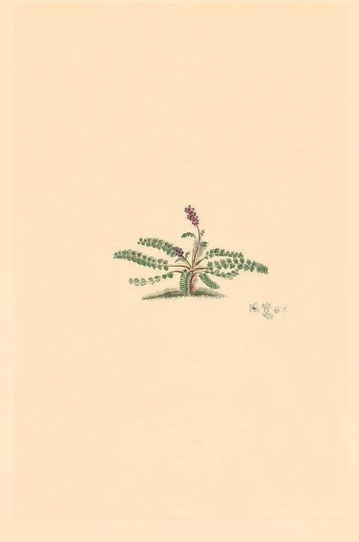 no HD illustration available (3)