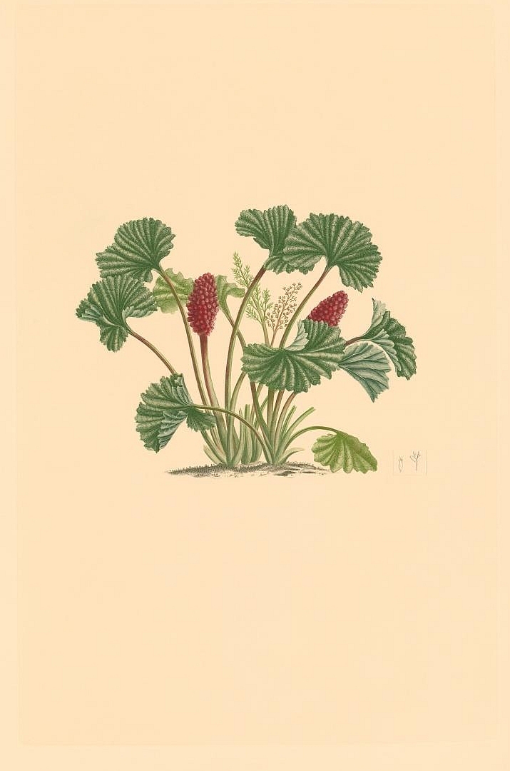 no HD illustration available (3)