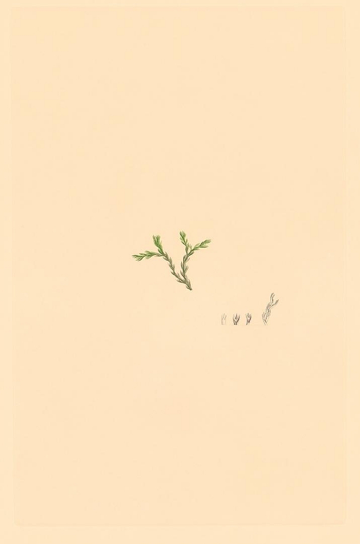 no HD illustration available (3)