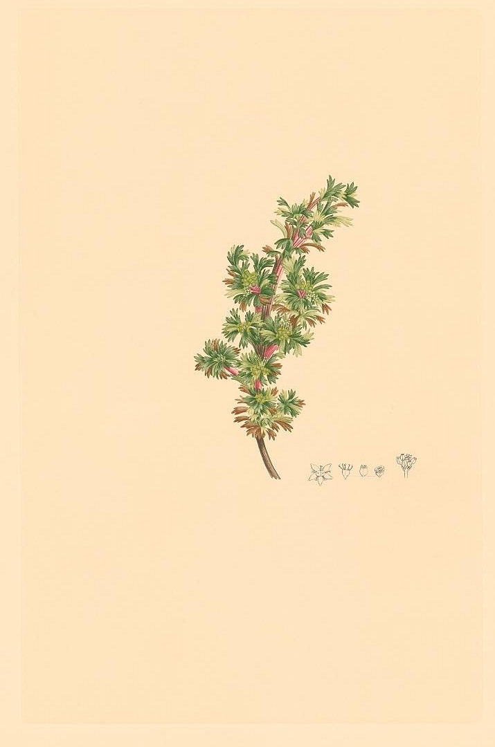 no HD illustration available (3)