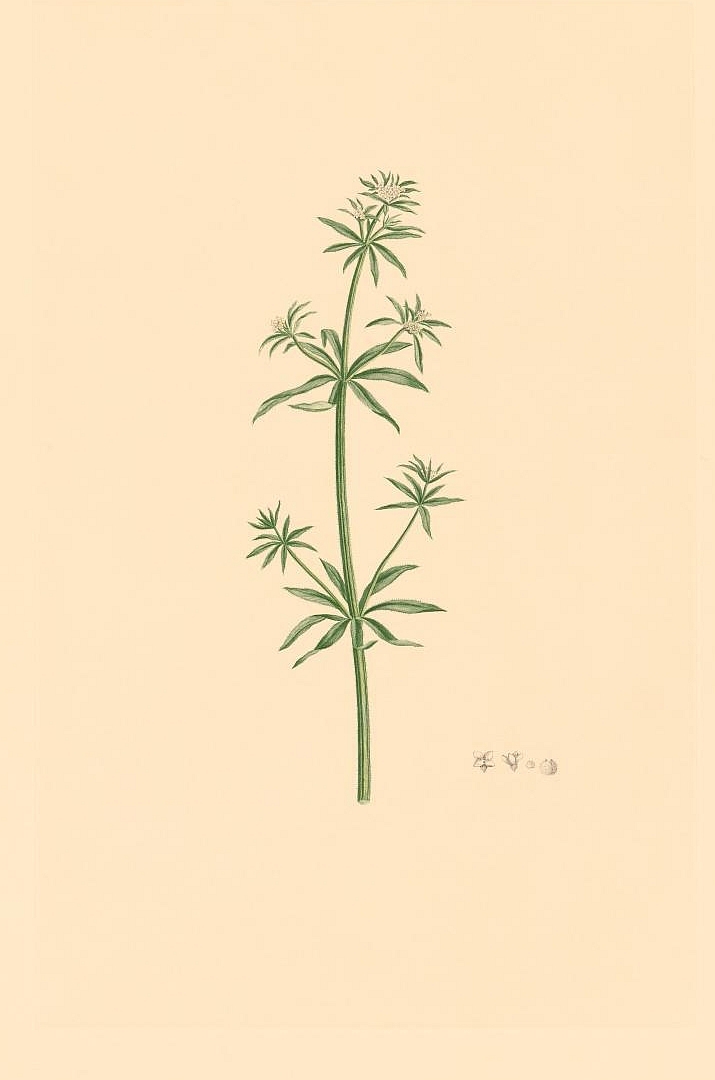 no HD illustration available (3)