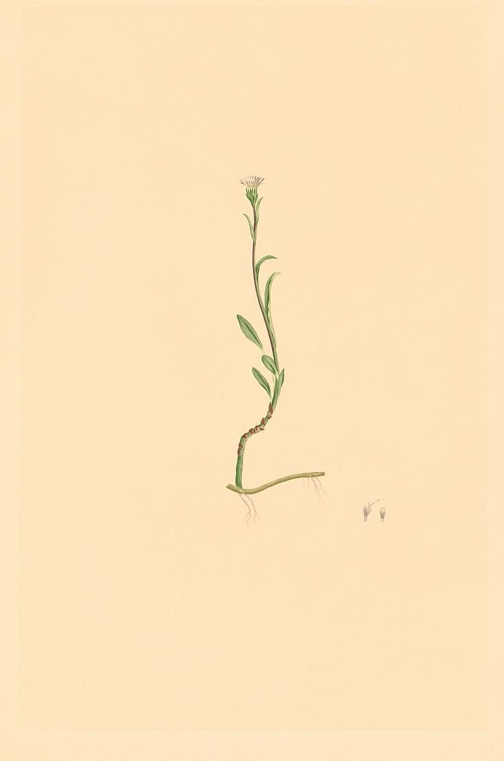no HD illustration available (3)