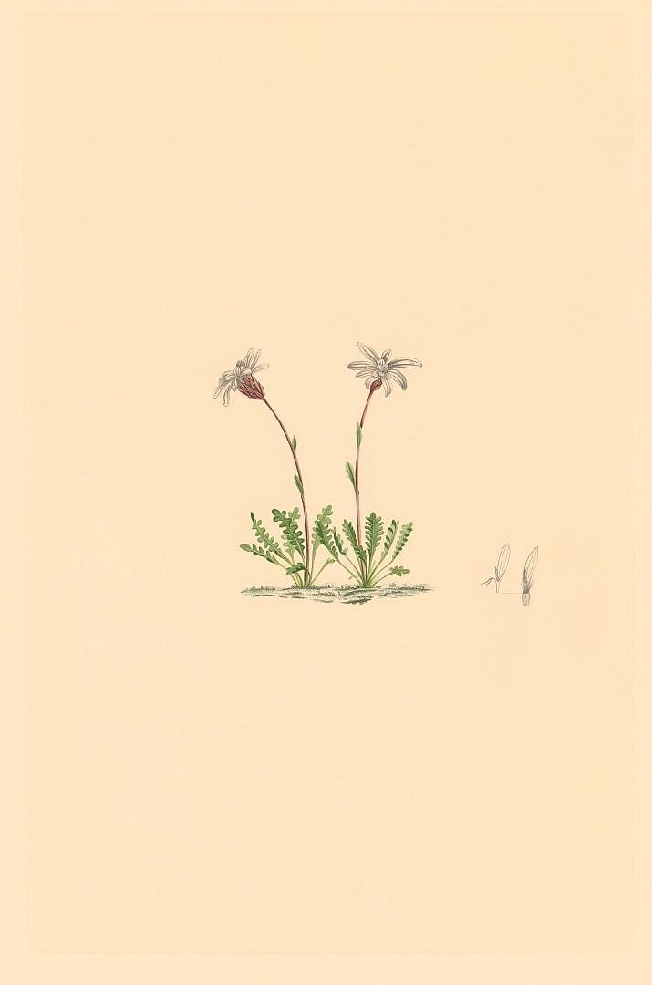 no HD illustration available (3)