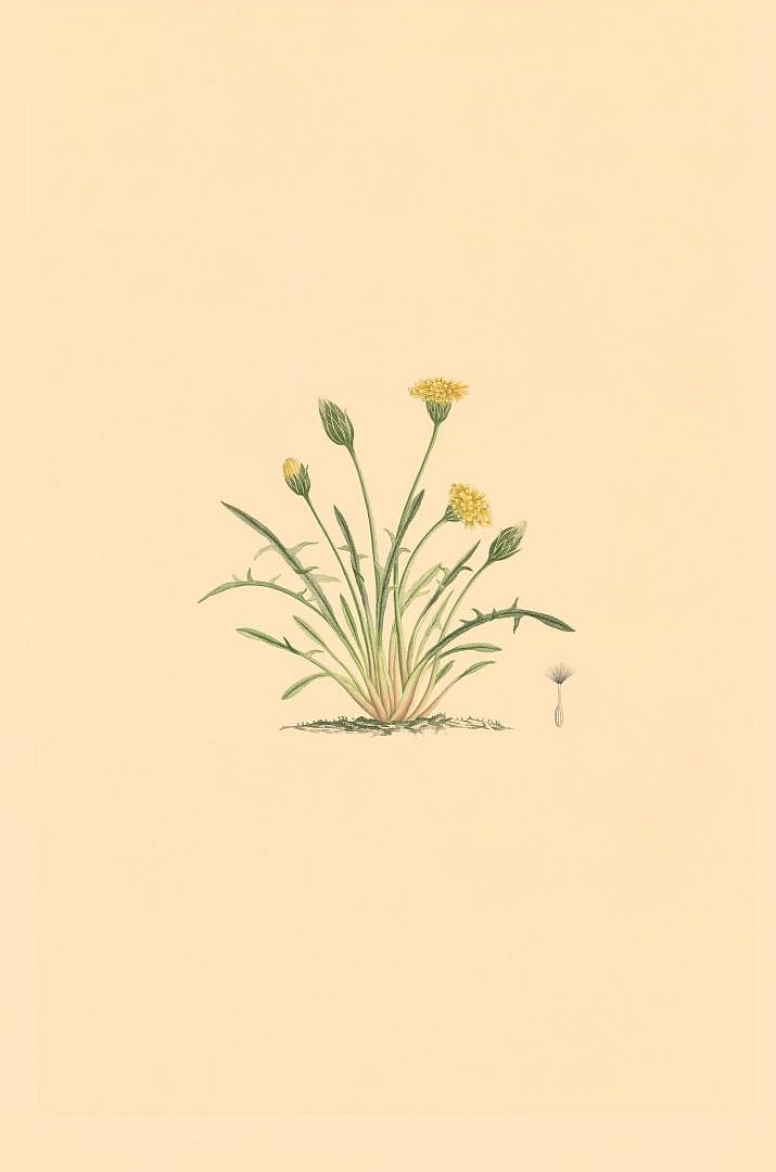 no HD illustration available (3)