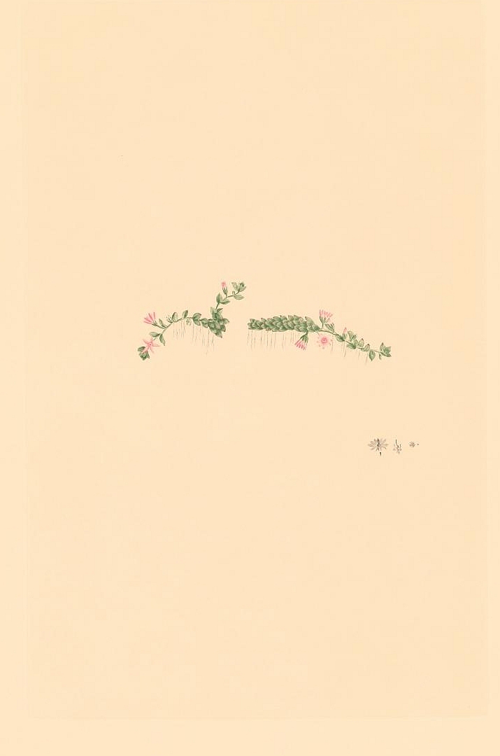 no HD illustration available (3)