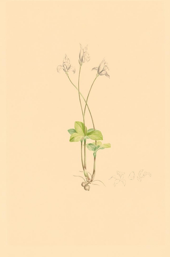 no HD illustration available (3)