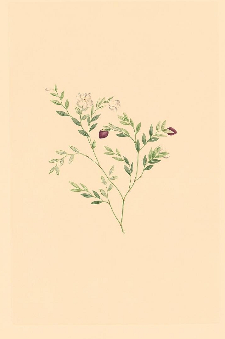 no HD illustration available (3)