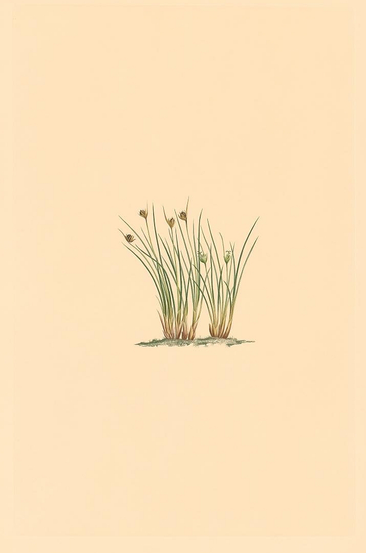 no HD illustration available (3)