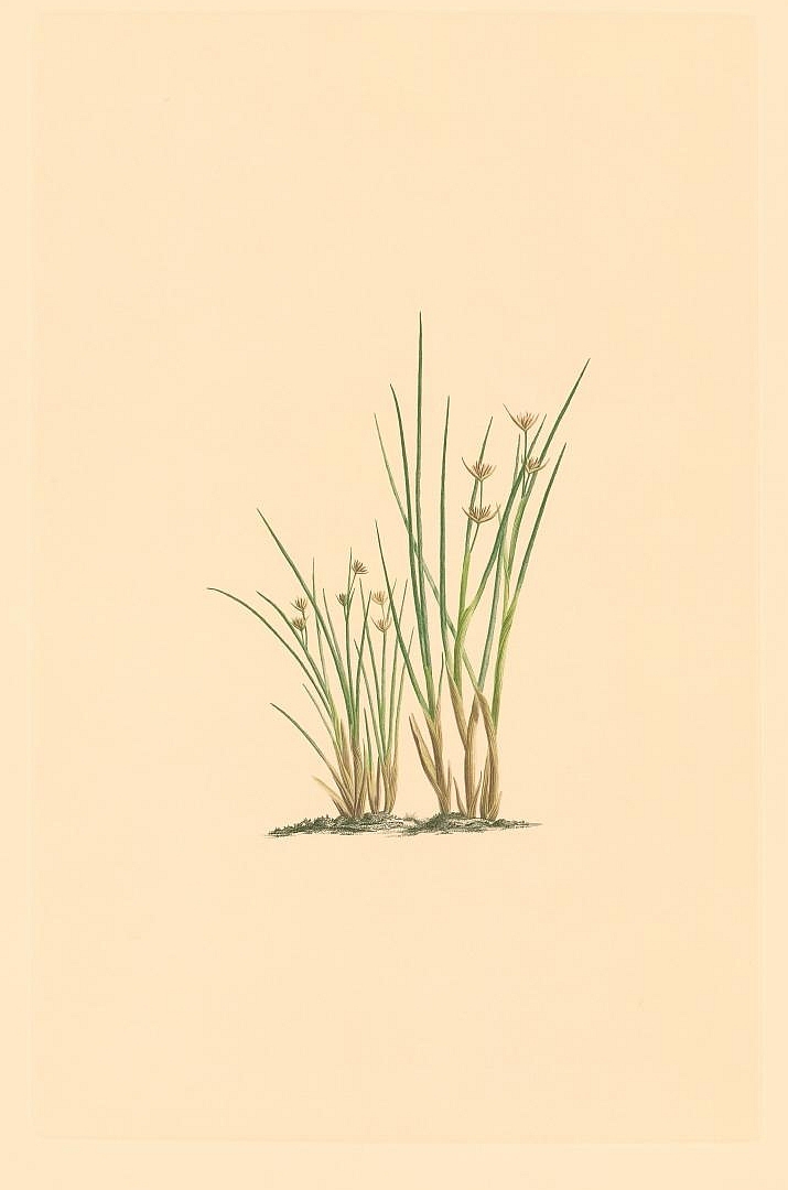 no HD illustration available (3)