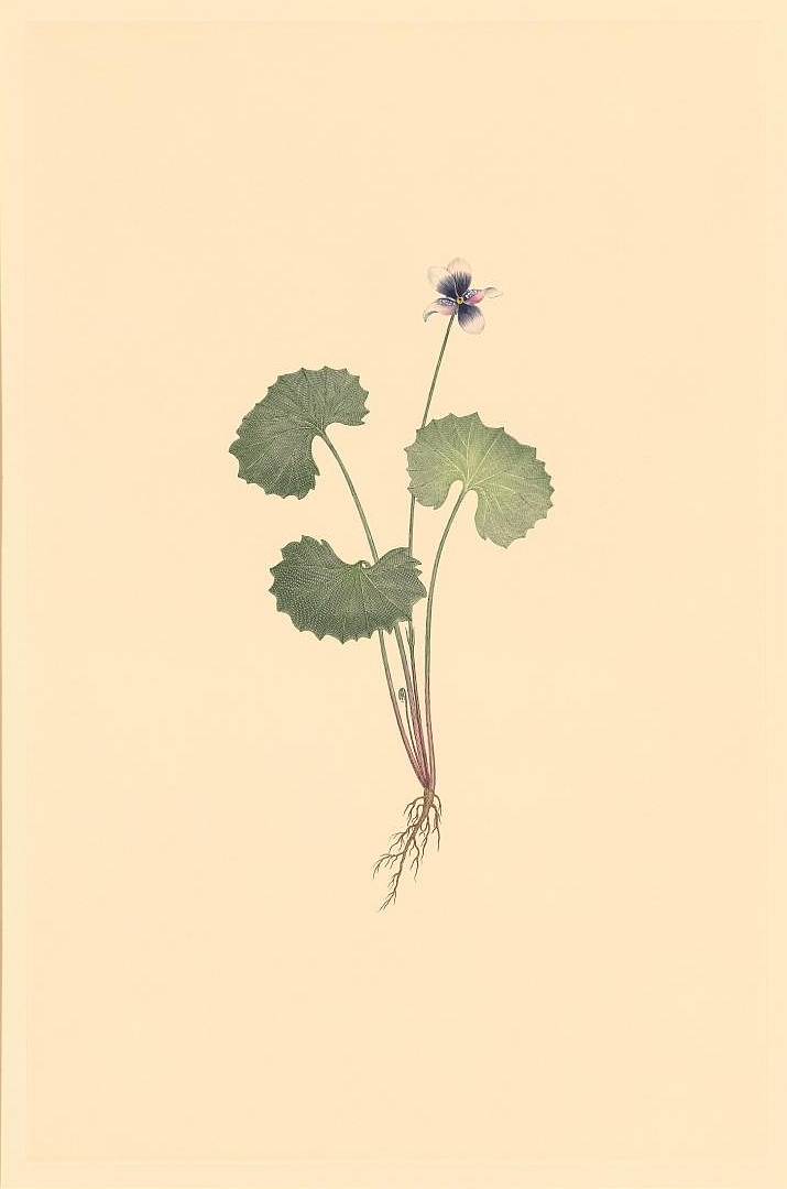 no HD illustration available (3)