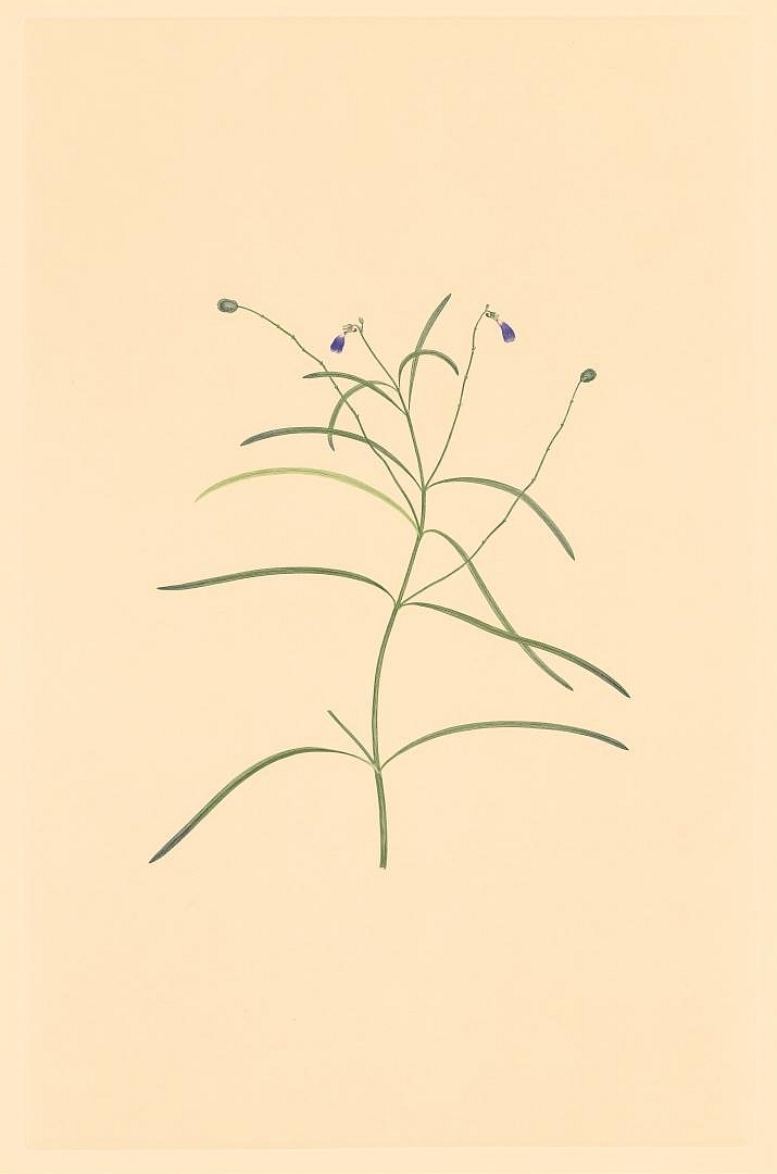 no HD illustration available (3)