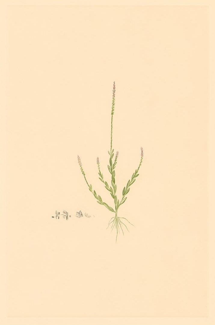 no HD illustration available (3)