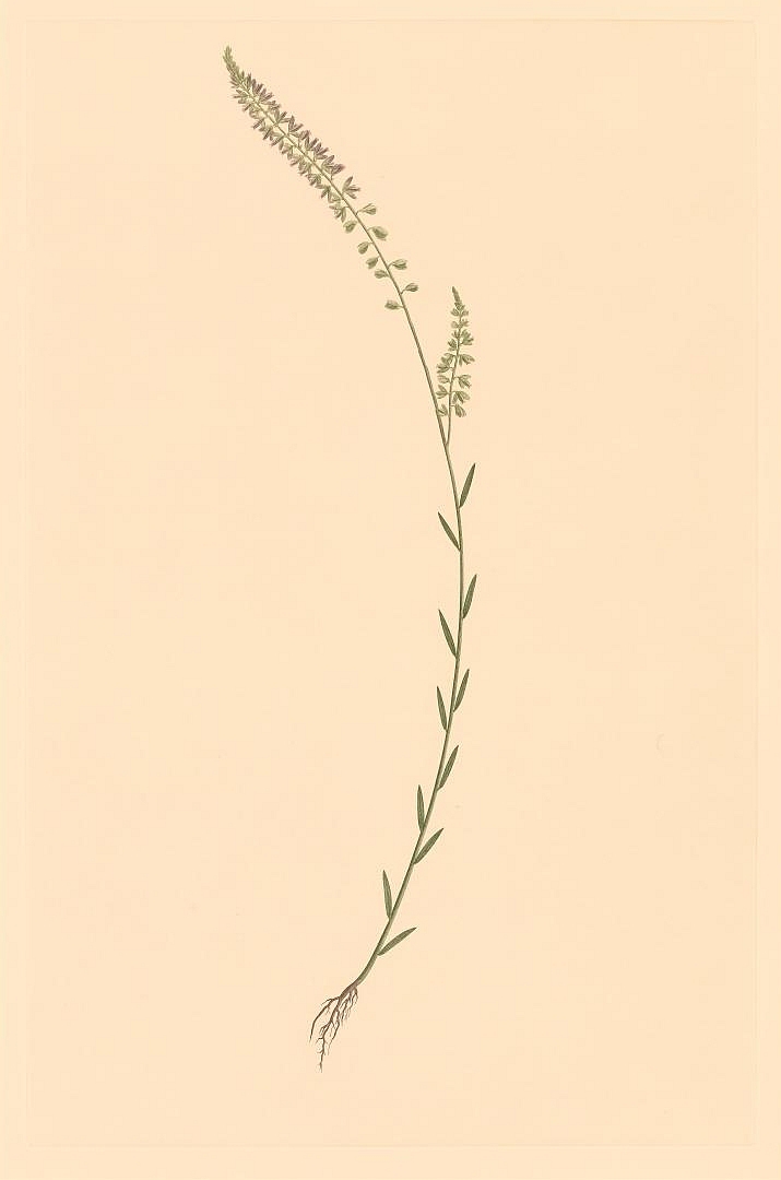 no HD illustration available (3)