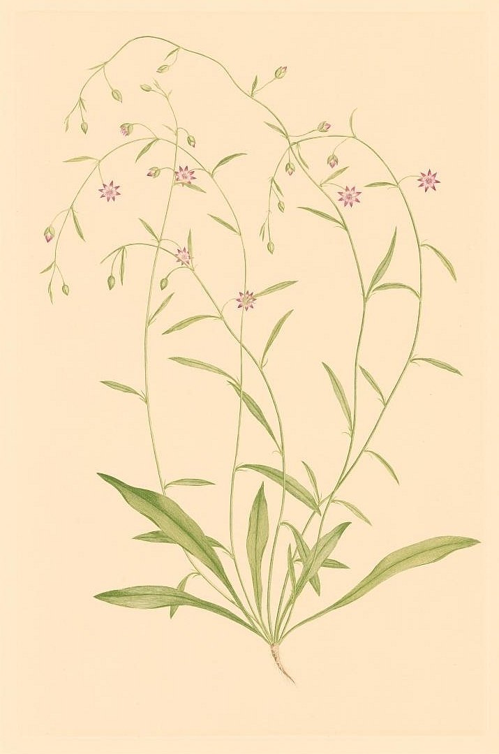 no HD illustration available (m1)