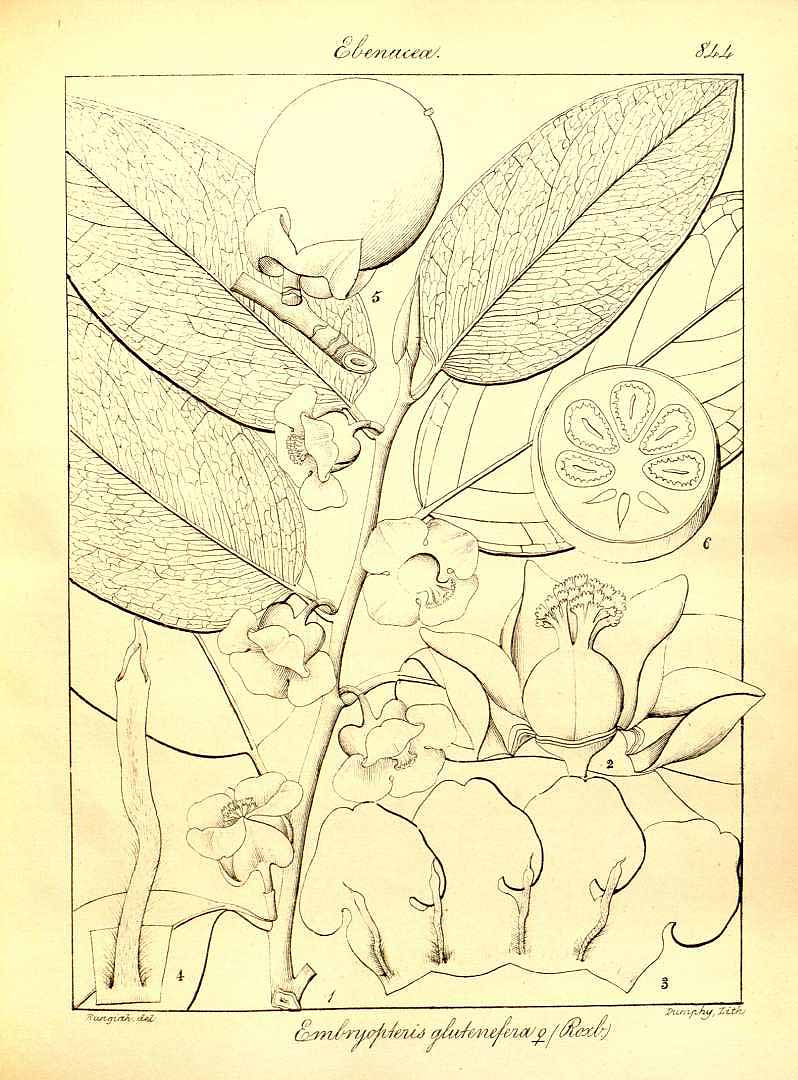 no HD illustration available (3)