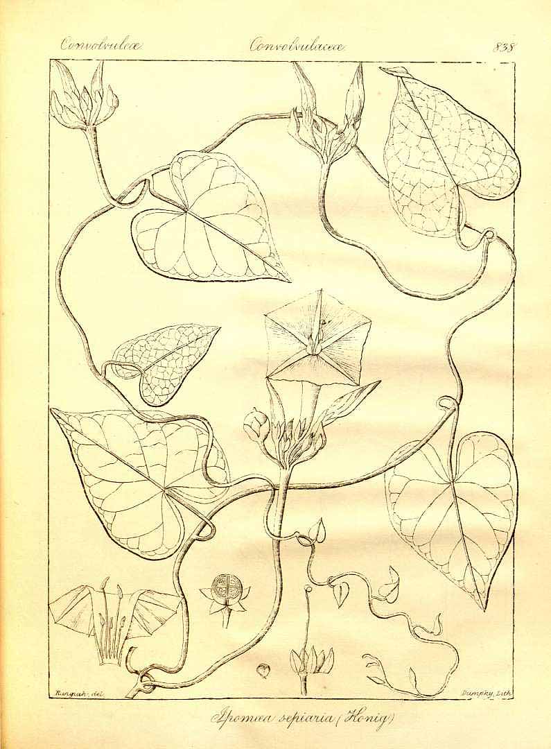no HD illustration available (3)